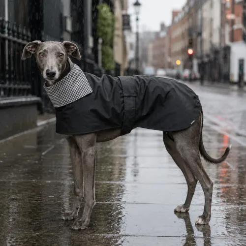 Gotoo Abrigo Gabardina para galgos