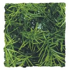 Reptiles y Tortugas → Decoración → Plantas